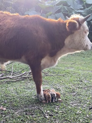 The Best Baby Sitter: Cow and Chicken Babysitter