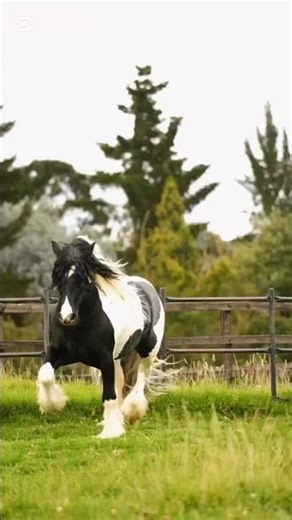😱 History of the Gypsy Vanner Horse |😱#youtubeshorts #gypsyvanner #animalfacts #horse #wildlife # 😱
