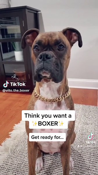 Thinking About Getting a Boxer Dog? Here's What You Need to Know