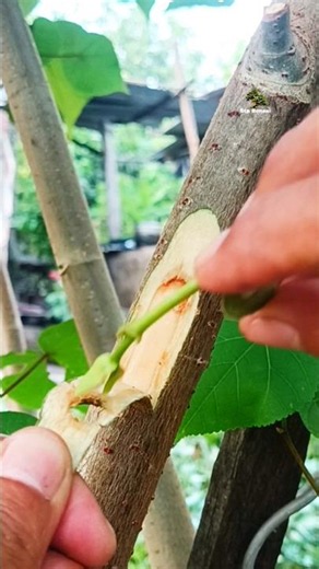 learn simple grafting technique 🌳 #short #gardening #garden #plants #nature #craft #diy #grafting