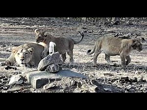Cute Asiatic Lion Cubs at Play with mother Lioness