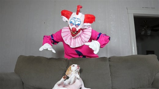 Scary Clown Pranks Dog: Funny Dog Maymo