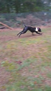 Ready to make a difference for shelter pup but can't adopt? Consider opening your heart and home to a furry friend as a foster parent! We're seeking foster parents ready to provide temporary homes for our larger canine companions🐶. By fostering a large dog, you're providing them with the love, care, and space they need while they wait for their forever home. KHS provides food, bedding, toys, training resources, and medical care to keep pups happy and healthy in the home! All we need from you is