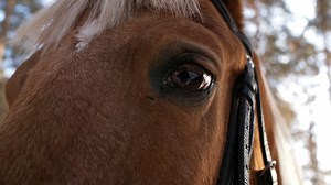 Vampire, Teeth, Horror, Gothic