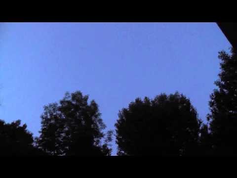 Common pipistrelle in flight