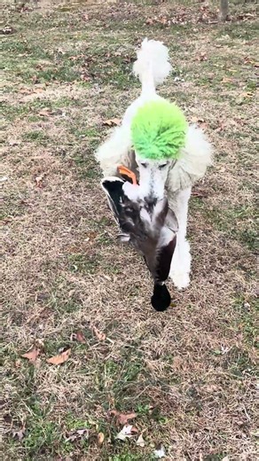 Poodle Retrieves Duck Hunting #motivefate