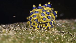 Tiny Sea Slug Costasiella Sp Feeding Stock Footage Video (100% Royalty-free) 3423742869 | Shutterstock