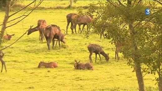 Le brâme du cerf 😍 Un moment de grâce filmé dans une forêt de l'Oise par notre journaliste Benoît Henrion. Allez, on met le son ! 🔊 | France 3 Picardie