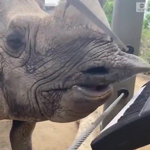4.9K views · 74 reactions | RHINO RIFF: Bandhu the one-horned rhino celebrated his 12th birthday at the Denver Zoo by showing off his keyboard skills. (via ABC) | 4 News Now | Facebook
