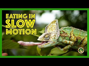 Slow Motion Animals - Chameleon eating a bug with its tongue at 1000 fps!