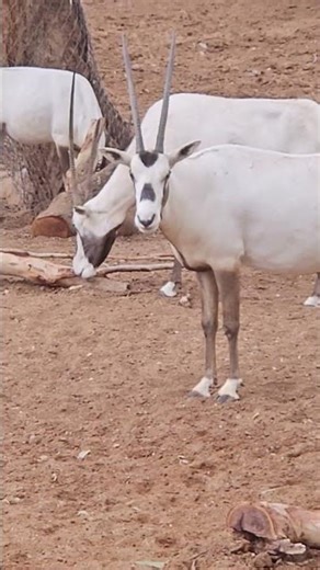 Majestic Oryx Up Close! 🌾 #WildlifeShorts
