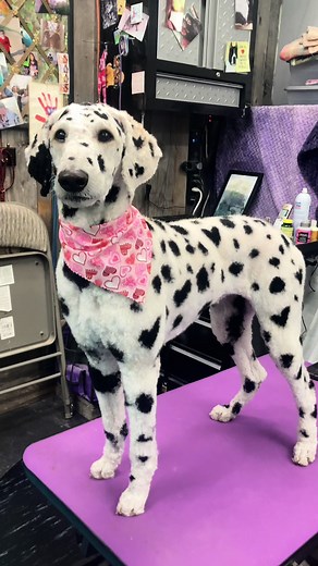 Pet Dye Specialist for Creative Dog Grooming | OPAWZ Products
