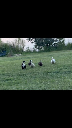 78K views · 5.3K reactions | I guess refusing to come into the DDGPHP last night and missing their dinner, taught the ducks a lesson. I did not have to tell them twice that it was time to come in tonight. 浪 | Frog Song Farm Sanctuary | Facebook