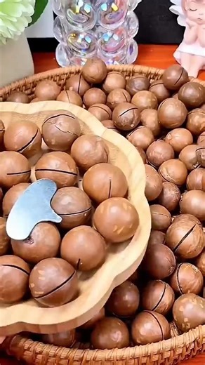 BUTUH ALAT UNTUK MEMBUKA KACANG INI‼️