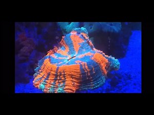 Reef Tank Filtration Canister Filter Setup Success No Sump or Refugium Saltwater Coral Aquarium