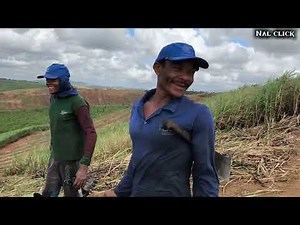2025 Harvest Team 602 Water Eye/ Sugarcane Cutting and Loading