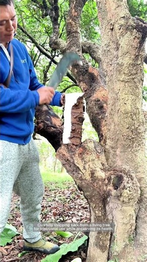 Careful Bark Harvesting from a Living Tree