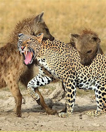 15K views · 221 reactions | 24 Situations of Leopards Attacking Their Prey Quickly and Skillfully, Recorded on Camera vs | Best Video | Facebook