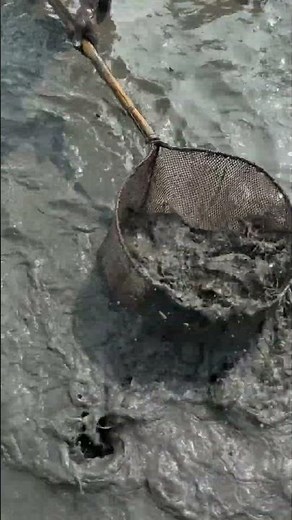 Catching Fish With Traditional Scoop Net in Village Lake Water #Shorts