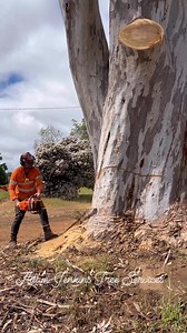 A 2 line pull on this big sugar gum tree. #husqvarna #treecutting #treefelling #arborist #adamjenkinstreeservices | Adam Jenkins Tree Services