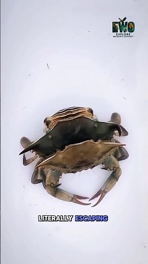 Molting: When a Crab Ditches Its Skeleton. #documentary#usashorts#fyp