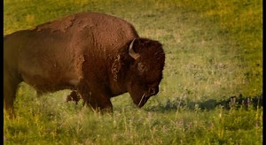 Witness the inspiring tale of resilience and conservation as a diverse group of Americans rallies to save the buffalo from the brink of extinction in the late 1880s. This is the untold story of a nation's commitment to preserving its natural heritage. Watch tonight at 8:30 PM. | Vegas PBS | Facebook