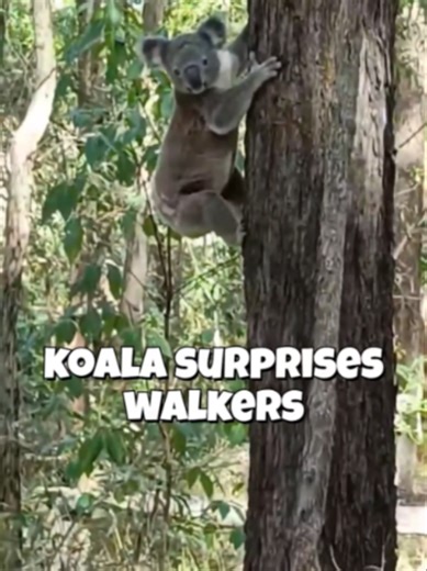 😍Walkers were thrilled when this young koala changed trees in front of them over the weekend. 🐾It wasn't phased by the everyday activity of the reserve and while choosing a tree it spent a few minutes low in the tree and on the ground looking around. 🐨If a koala is found sitting on the ground, it can be a sign of illness or injury, but healthy koalas can spend short amounts of time changing trees - if in doubt, call a rescuer. ⚠️On the ground, they're slow and awkward and don't recognise risk