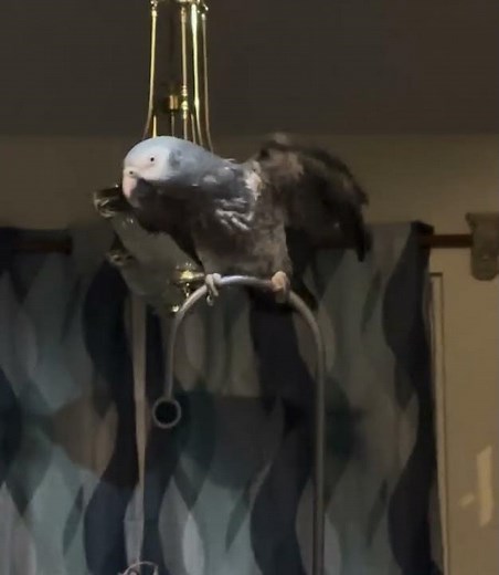 “My bird dances, hums, and lifts its leg — the cutest thing ever! 😍 SUBSCRIBE