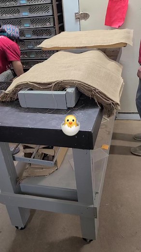 Transferring eggs from old robbins incubators into a Hatcher 3 days before the eggs hatch Cackle Hatchery #hatching #farmlife #chicken #babychicks #homesteading #incubator | Cackle Hatchery