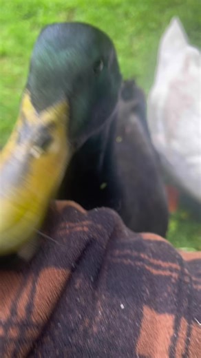 kelsey.morgan on TikTok