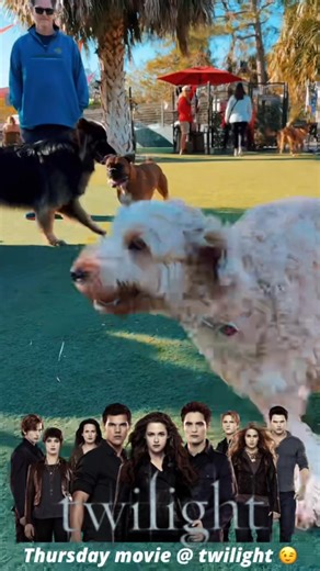 Spooky movie night! Twilight 率 @ sunset! | BrewHound Dog Park + Bar | Facebook