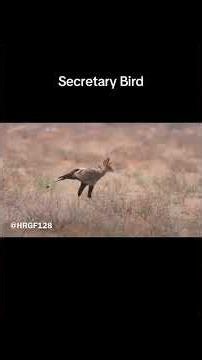 HRGF - Secretary Bird