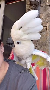 Please tell me she didn’t learn to curse somehow?! 😳 #cockatoo #parrot #adoptdontshop #funnyanimals #humor #reels #bird #birdsofinstagram #thursday | By The Parrot Lady | Ashley Martins AM