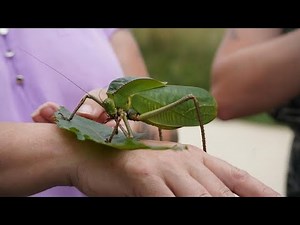 Top 10 des plus grands insectes du monde