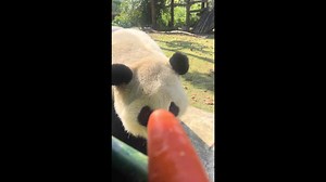 Large panda enjoys carrot in Hubei, China