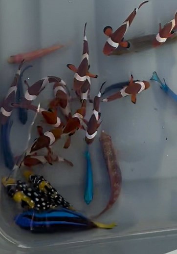 Nemoslandlord on TikTok