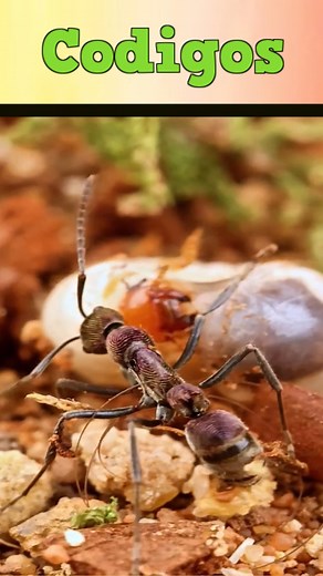 27K views · 838 reactions | los codigos de Honor #c#curitiba | Esponjosa | Facebook