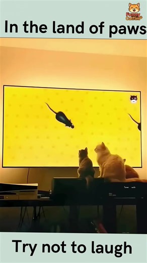 Wild Cat Zoomies Olympics: Hilarious Cat Moments