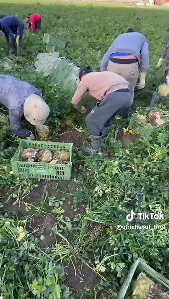 Winter Preparations for Vegetables in Austria