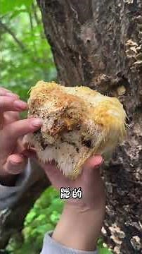 Discover the Mysteries of 13 Types of Wild Mushrooms