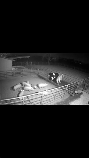 What really happened on the farm..