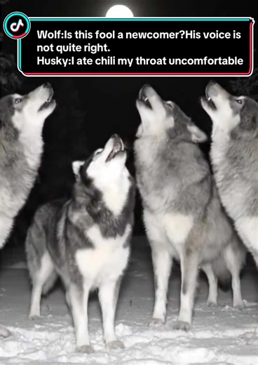 Husky's Hilarious Encounter with a Wolf Pack
