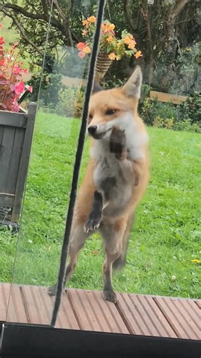 58K views · 3K reactions | This fox trying to Scratch力 @Andy Sheppard | Save The Foxes | Facebook