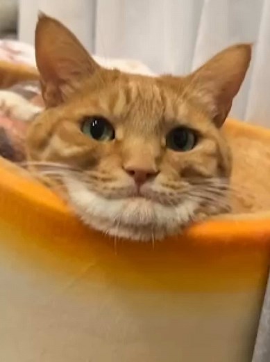 猫の独特な仕草に爆笑！