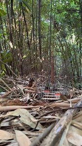 56K views · 832 reactions | Pikat burung murai batu paling unik di dalam hutan bambu ️ . . . . . . #semuaorang #pengikut #penggemarberat #sorotan #pikatmuraibatu | Dunia Binatang | Facebook