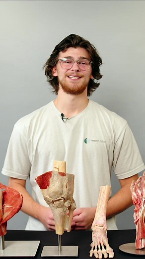 Be on the lookout for our new movement series! We’ll be diving into a hands-on introduction to all of the major joints that move throughout your body.