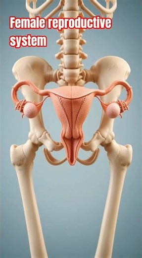 Female Reproductive System Explained Simply #shorts#biology