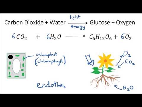 Photosynthesis & Uses of Glucose | GCSE Science | Biology | Get To Know Science