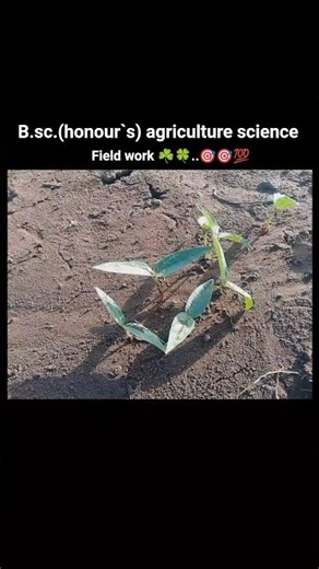 mung ke liye field work BSc honours agriculture practices field work ☘️💯...l