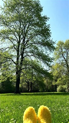 Cute Fuzzy Socks, Spring Breeze